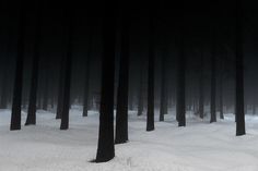 a black and white photo of trees in the woods covered with snow at night time