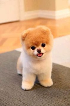 a small brown and white dog sitting on top of a rug