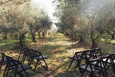 rows of empty chairs in an olive grove