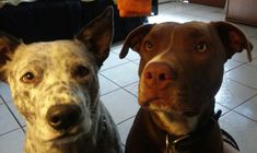 two dogs sitting next to each other on a tile floor in front of a kitchen