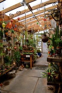 a room filled with lots of potted plants