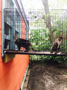 two cats are sitting on the ledge of a cage