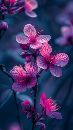 purple flowers are blooming in the dark