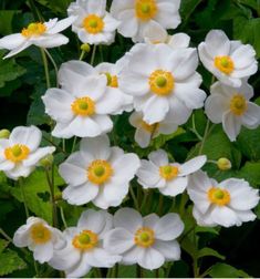 white flowers with yellow centers and green leaves