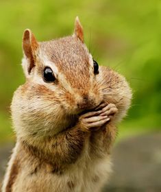 a close up of a squirrel with its hands on his chin looking at the camera