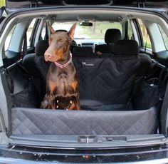 a dog sitting in the back seat of a car