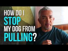 a man is sitting in front of a window with the words how do i stop my dog from pulling?