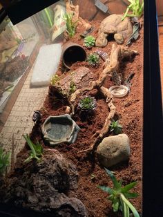 an aquarium with plants and rocks in it