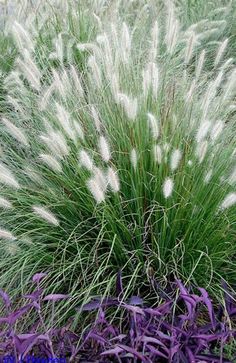 some white and purple plants in the grass