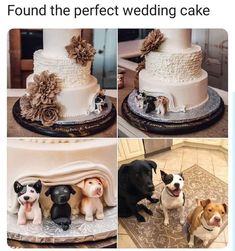 four different pictures of dogs sitting on top of a wedding cake, and the same dog standing in front of it