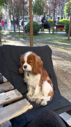 a brown and white dog sitting on top of a black chair next to a park bench