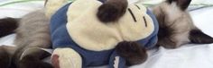 a siamese cat laying on top of a bed next to a stuffed animal toy