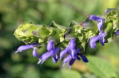 a purple flower with green leaves in the background