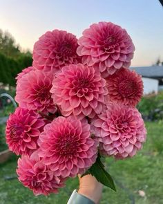 a hand holding a bunch of pink flowers