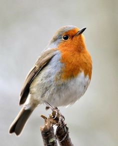 a small bird sitting on top of a tree branch next to a gray background with orange and white feathers