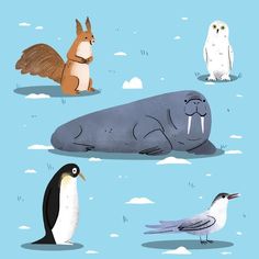 four different types of animals and birds in the snow with one penguin, two seagulls, another seal