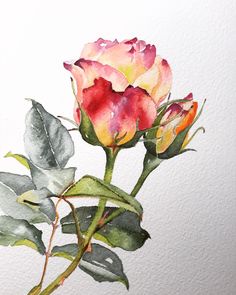 Color Theory Art, Lotus Art, Cool Art Projects, Female Art Painting, Watercolor Flower Art, 수채화 그림, Flower Art Images, Watercolor Flowers Paintings, Watercolor Sketch