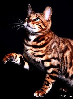 a striped cat sitting on top of a black floor with its paw up in the air