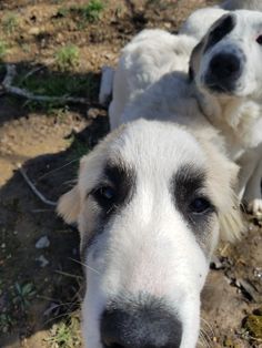 two white dogs standing next to each other on a dirt ground covered with green grass