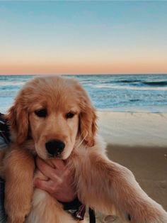 a person holding a dog on the beach