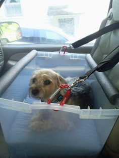 a dog sitting in the back seat of a car with its leash on it's neck