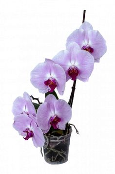 purple orchids in a black vase on a white background