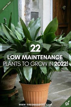 a potted plant with the words 22 low maintenance plants to grow in 2020 on it