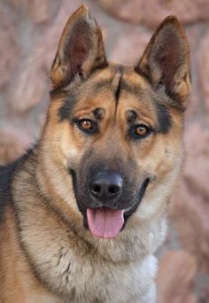 a close up of a dog with its tongue out