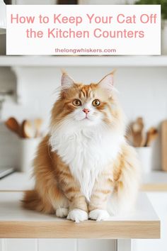 an orange and white cat sitting on top of a kitchen counter with the words how to keep your cat off the kitchen counters