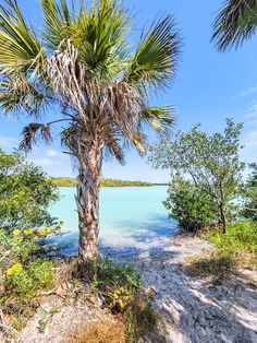 a palm tree sitting on top of a sandy beach next to the ocean and trees