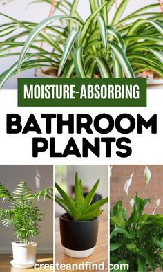 Collage of air purifying and moisture absorbing bathroom plants for high-humidity. Best Bathroom Plants, Indoor Plants Low Light, Air Purifying House Plants