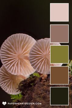 the color scheme is green, brown, and white with two mushrooms on top of each other