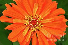 an orange flower with yellow stamens in the center and green leaves around it