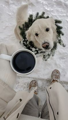 a dog is looking up at the camera while holding a cup of coffee