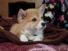 a small brown and white dog laying on top of a bed