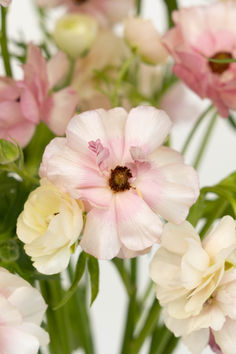 Close Up Image Of a Blush Butterfly Ranunculus. Butterfly Varieties, Blush Ranunculus, Butterfly Ranunculus, Fantasy Plants, Orange Ranunculus, Whimsical Flowers, Flower Reference, White Ranunculus, Ranunculus Flowers