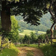 a dirt road that is surrounded by trees and grass with mountains in the back ground