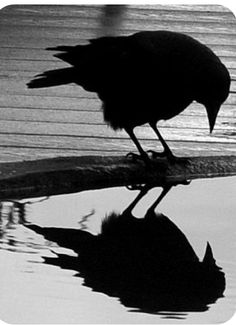 a black bird standing on top of a puddle