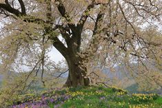 a large tree sitting on top of a lush green hillside covered in wildflowers