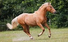 a brown horse galloping through a field with trees in the background