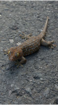 reptiles Sharp Teeth, Strong Muscles, Habitat, You Think