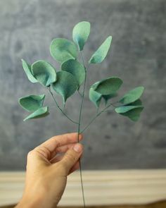 a person is holding some green leaves in front of a gray wall and grey background