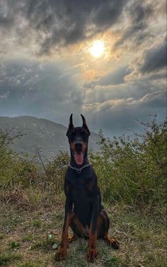 a black and brown dog sitting on top of a grass covered field under a cloudy sky