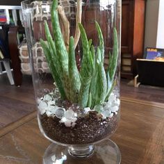 a glass vase filled with plants on top of a wooden table