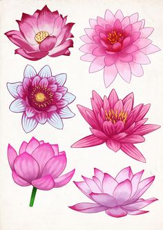 pink water lilies on white background