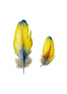 two yellow and blue feathers on a white background