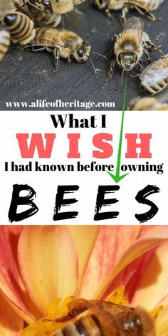 bees on the ground with text overlay that reads what i wish i had known before owning bees