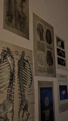 a wall covered in pictures and drawings of human skeletal systems on it's walls