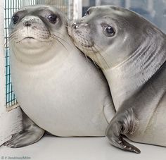 two sea lions cuddle together in an enclosure