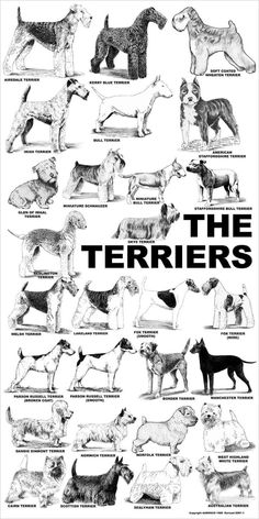 the terriers poster is shown in black and white, with many different dogs on it